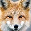 99px.ru аватар портрет лисы
