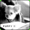 99px.ru аватар puppy!