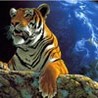 99px.ru аватар тигр 2