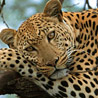 99px.ru аватар леопард на дереве