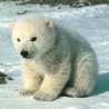 99px.ru аватар белый медведь