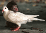 99px.ru аватар мартышка гладит белого голубя