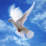 99px.ru аватар Белый голубь