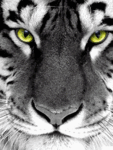 99px.ru аватар тигр