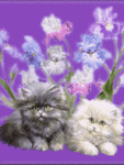Аватар котики и ирисы