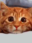 99px.ru аватар печальный рыжий кот