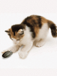 99px.ru аватар кошка играет с гранатой