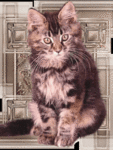 99px.ru аватар кошка