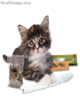 99px.ru аватар котенок свернул косячок