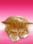 99px.ru аватар котенок уснул, рыжий котенок сказал Мяу!