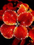 99px.ru аватар красный цветок в росе