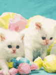 99px.ru аватар белые котятки с разноцветниыми игрушками