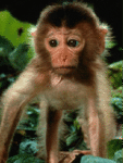 99px.ru аватар грустная обезьянка