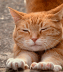 99px.ru аватар Рыжий котик с коготками