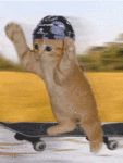 Аватар котик на скейте