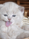 99px.ru аватар котик высунул язык