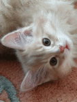 Аватар белый котик бормочет