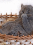 Аватар серый котёнок в корзинке