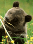 99px.ru аватар Медведь