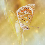 99px.ru аватар Бабочка