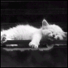Аватар Котик спит