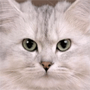 Аватар кошечка