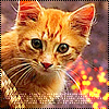 Аватар Рыжий котёнок