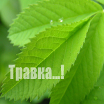 99px.ru аватар Травка