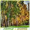 99px.ru аватар лето+осень, деревья, березы