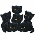 Аватар котятки