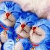 Аватар котятки