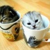 Аватар котики в стакане
