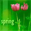 Аватар весна, spring, тюльпаны