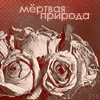 Аватар Мертвая природа, букет белых роз