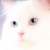 99px.ru аватар Белый кот