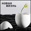 Аватар Новая жизнь,ромашка из яичной скорлупы