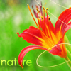 Аватар Природа,лилия,nature