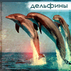 Аватар дельфины