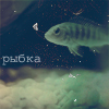 99px.ru аватар Рыбка