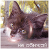 Аватар Не обижай, милый черный котеночек