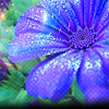 99px.ru аватар Голубо-сине-фиолетовый цветок