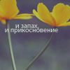 Аватар и запах. и прикосновение