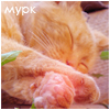 Аватар МУРК, РЫЖИЙ КОТ СПИТ