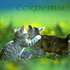 Аватар Секреты, две кошки