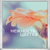 Аватар Нежность цветка