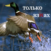 Аватар Только взмах