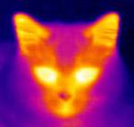 Аватар x-ray (Кошкина морда через тепловизор)