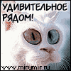 Аватар киска