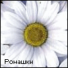 Аватар Ромашки
