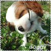 Аватар doggy